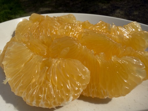 濃厚で甘い！甘夏みかん🍊自然栽培・肥料農薬不使用・安心安全！4kg 10玉前後