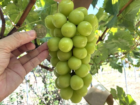 限定1点ﾓﾉ！:特大大粒1房約800g☆山梨県産シャインマスカット贈答　ギフト　家庭用にも　①