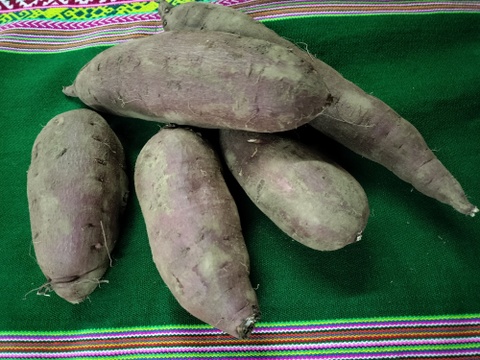 さつまいも　シルクスイート　4.5ｋｇ