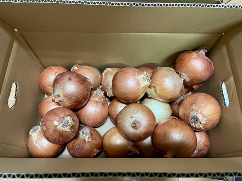 玉ねぎ7kg🅱️🧅淡路島極熟玉葱玉　シャーロットオニオン　玉ねぎ大国淡路島からのたまねぎ