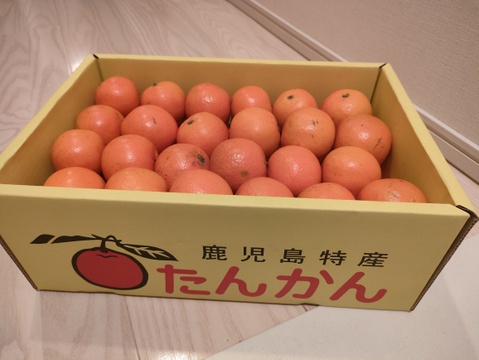 完熟タンカン　ご家庭用（5kg）Sサイズ限定