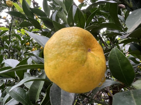 可愛い福来( ふくれ )みかん🍊2キロ 縁起物✨