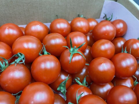【トマト本来の濃厚な味】高糖度ミニトマト（1kg）「うまトマト」甘味と酸味のバランスが抜群