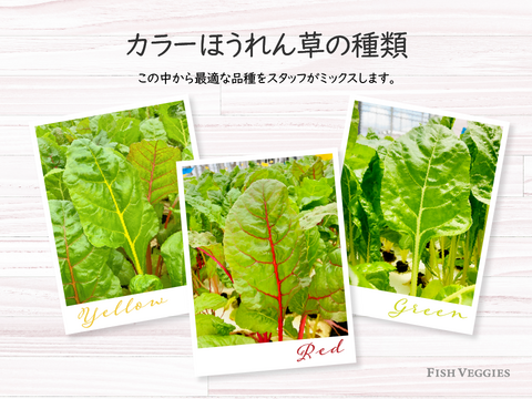 【FISH VEGGIES】フィッシュベジ季節のサラダセット 90g〜　化学肥料/農薬不使用だから安心して食べられる