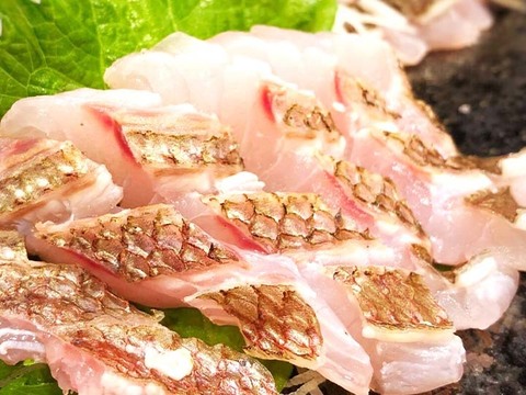 【春といえば鯛！】春の真鯛はなんといっても脂乗り抜群で甘味が強い！刺身や煮物、蒸し物、鍋物など、多彩な料理でその魅力を発揮します【３枚おろし皮あり】