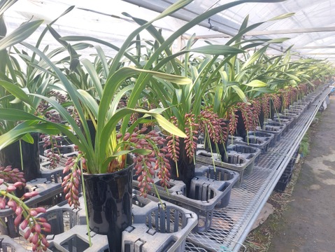 【下垂系シンビジウム】フォアゴットンフルーツ