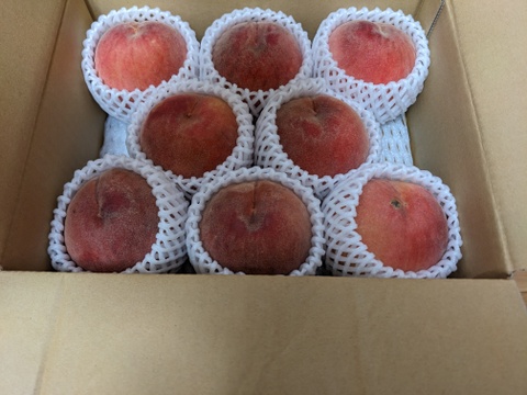 川中島白桃（8月下旬お届け）【わけあり家庭用 2kg】ジュワッと果汁溢れる！白桃