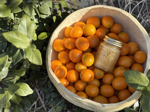 【みつばちの贈り物A】自然のままの金柑とにほんみつばちの蜂蜜のセット