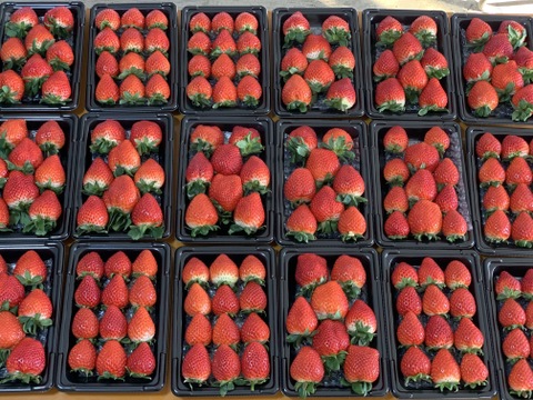 【希少あまりん】４パック(1Kg) 朝採れ🍓