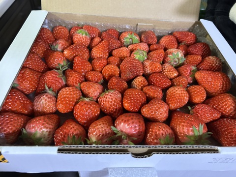 生の風味をお届け。気にしない方限定🍓バラ詰苺BOX（約1000g）大きさ形が不揃いです