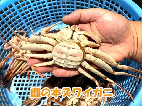 訳あり生メガニ（赤子）外子が魅力 蟹料理に活用できる期間限定品　約1キロ（5～10尾入）