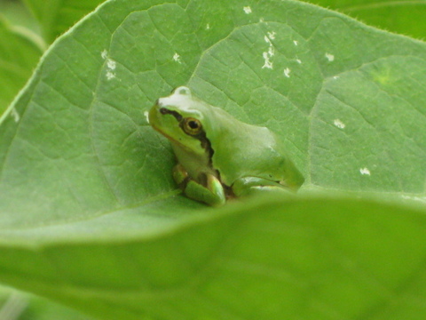 信州春野菜セット【15品目】