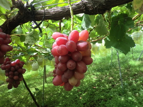 クイーンルージュ 4キロ：長野県産のシャインマスカット｜食べチョク