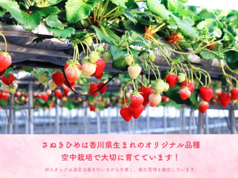 【 SNSが得意じゃないイチゴ農家（41歳）が情熱を注ぐ】大玉さぬきひめいちご約850g【苺音スタンダード約850g】