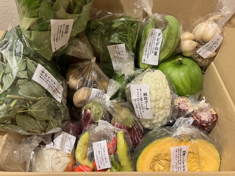【旬のVEGE箱（Rサイズ）】土壌医＆有機農家がつくる！畑の「今」を箱いっぱいにつめこんだ野菜セット（約11〜12品種）