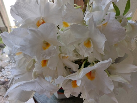 フォーミディブルのブーケ風花束