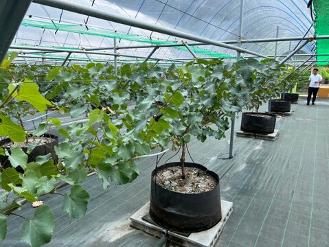 ☆予約注文☆ 皮ごと丸ごと！広島県産ナガノパープル１房【約400g】（８月下旬順次発送）