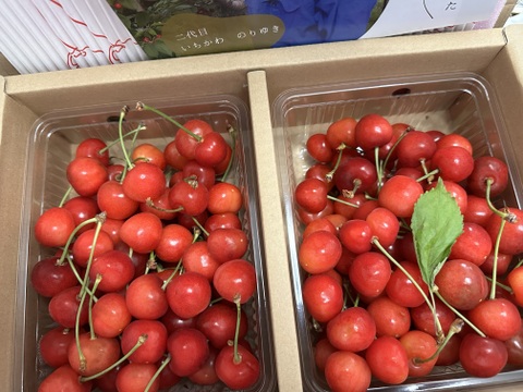 【 紅秀峰 】さくらんぼ 山形県天童産 訳あり 500g 秀•特秀【 朝どれ 】【 果肉がジューシー 】【 口コミ多数🍒 】お米とご一緒にいかがでしょうか！