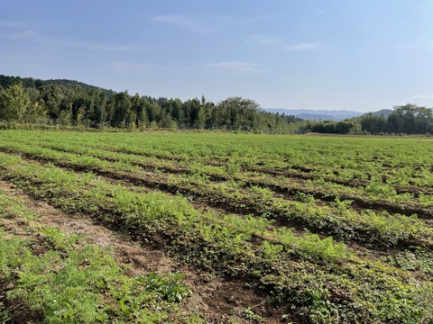 有機JAS認定お野菜セット11品目12～1月限定