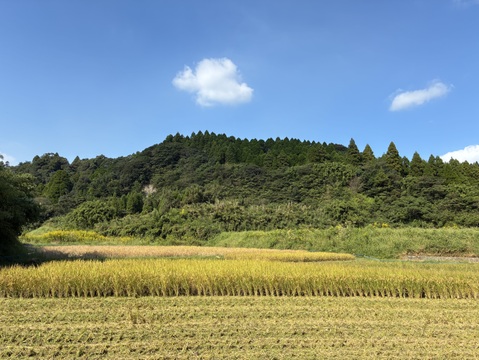 【令和7年新米】自然栽培ヒノヒカリ白米5Kg 栽培期間中農薬・肥料不使用