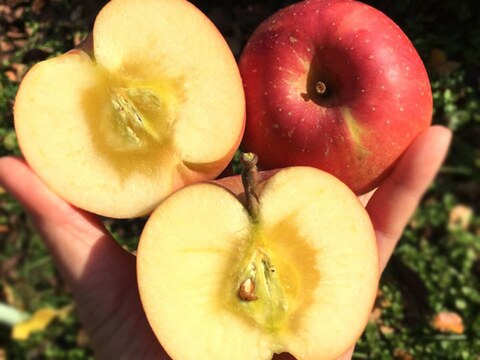 旬を味わうフルプロ農園の手作りジャム【おまかせ6本セット】果物・砂糖・レモン果汁のみ使用 #NKM00906