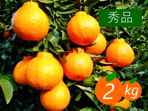 【秀品】不知火 2kg 糖と酸のせめぎ合い♡スッキリ系ジューシー柑橘♫愛媛みかん！！デコ！！【冬ギフト】