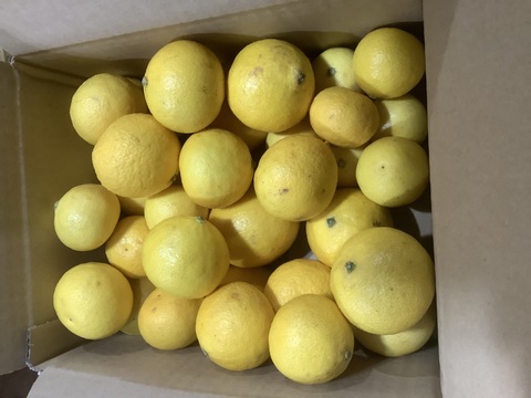 『2024年』【希少】湘南ゴールド（ハウス)ご家庭用混合サイズ2S ~3Lサイズ2kg【幻のオレンジ】
2月24日収穫の樹上完熟限定品
食べチョクアワード2023果物部門　7位入賞‼️