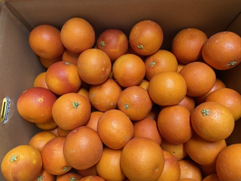 【小玉】ブラッドオレンジ（タロッコ）（５ｋｇ）甘く爽やかな酸味で味わい深い！サンプル糖度１２～１４．３度