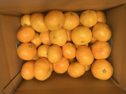 愛媛県八幡浜市産 早生みかん(3kg)