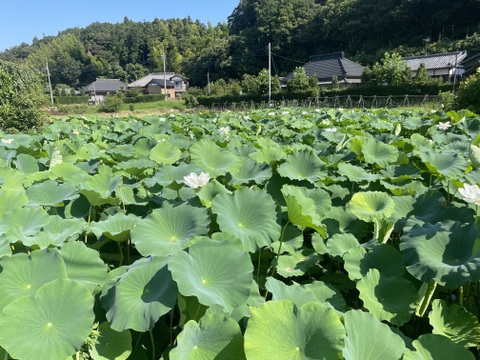 【新鮮】茨城県かすみがうら産朝採れうまかっぺれんこん（4kg)