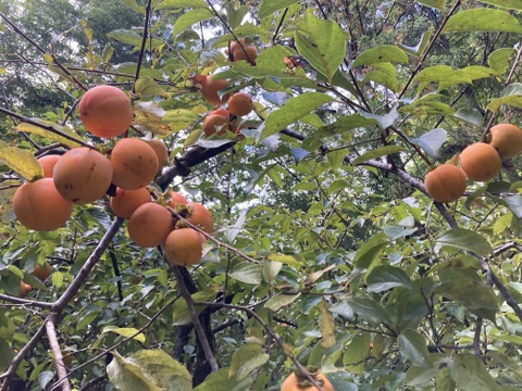 渋柿三種　4.8キロ　蜂屋柿　みしらず柿　品種不明柿　京都産