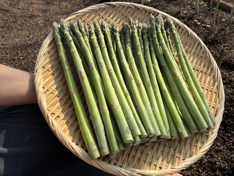 島根県出雲市産アスパラガスLサイズ1ｋｇ