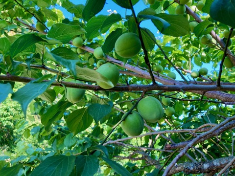 白加賀＆月世界/青梅　自然栽培　農薬、化学・動物性肥料不使用　Mサイズ以上２キロ