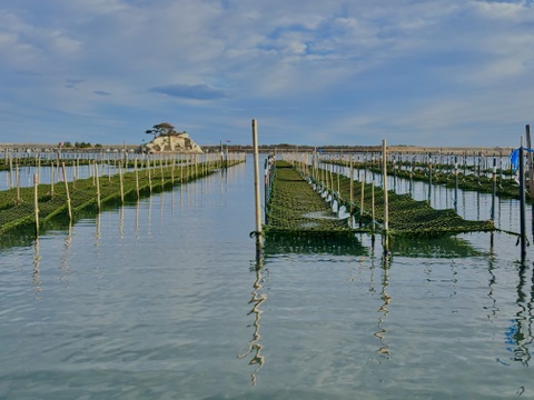 【生食感】おびすやの青のり佃煮アサリ入り180g×4p