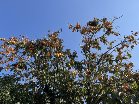 【枝なし渋柿・西条柿】農薬・肥料不使用、自然栽培の渋柿。干し柿にできますが枝はついていません。柿酢作りなど加工用に。完熟させてそのまま食べて濃厚スイーツ。大小不揃い。３.５キロ以上