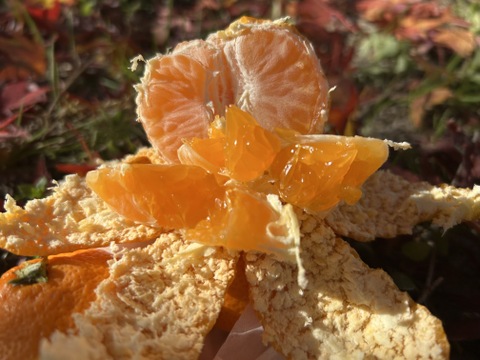 限定♪【柑橘食べ比べ🍊】〔 訳アリ 小玉SS～Ｍ〕味が濃い！瀬戸内育ち 石地みかん４㎏ / オレンジ香るブランド柑橘 はれひめ３㎏： 計７kg🍊離島より直送します！