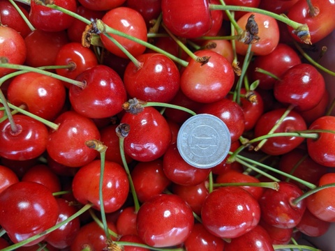 さくらんぼ佐藤錦Mサイズ