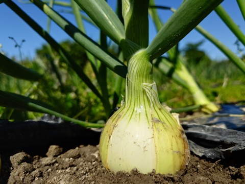 〘【自然栽培初物！！秋の野菜セット鶴首かぼちゃ・さつまいも・ニンニク・唐辛子】〙5500円固定種 在来種 ！!おまかせ野菜セット無肥料 農薬不使用 80サイズ【5キロ前後】　内容は時期により異なります