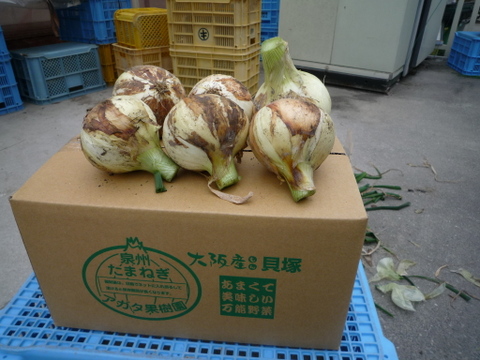 【とっても甘い】日本最古の産地　泉州玉葱（約5㎏）保存用ネット2枚付き