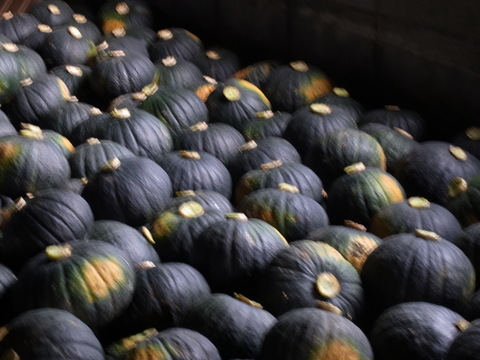 ホクホクなかぼちゃを食べたかったら木須農園のダークホース 10kg(5~6