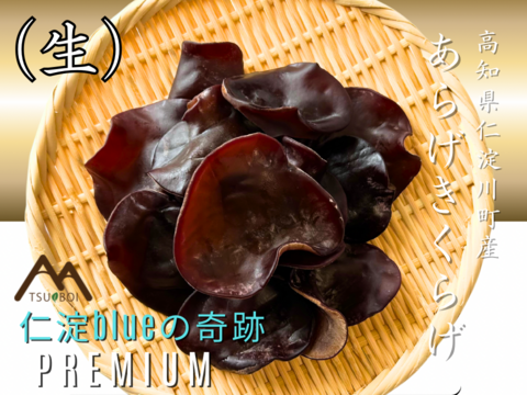 高知県仁淀川町産『(生)あらげきくらげ』奇跡の水で育てた「夏場しか食べれない贅沢」さらに“極上”の品質だけを選び抜いた“premium“な”生きくらげ”。季節限定。大容量2kg(500g×4パック)