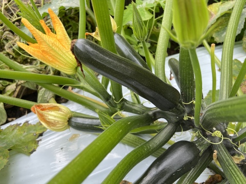 旬の野菜盛りだくさん！トマト農家のこだわり野菜セット（7品）