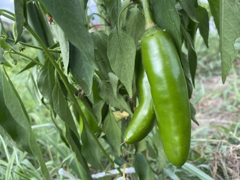 辛い物好き必見‼️ 世界と日本のトウガラシ食べ比べセット　300g程度