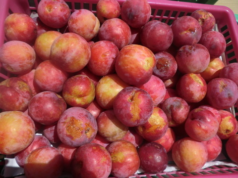 訳ありB品すもも　自然栽培すもも