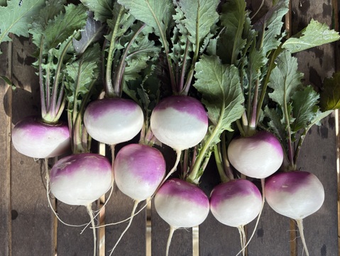 アレッタ800g（およそ５袋分）と他4種類の野菜セット！【ブロッコリー×ケールの野菜】/農薬・化学肥料不使用（簡単な調理例記載あり！）