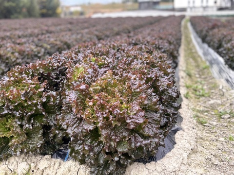 朝採り直送！　ボリュームたっぷり鮮やかサニーレタス！ 約4kg