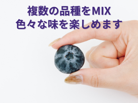 【！もぎたてすぐ冷凍！】愛知県産の冷凍ブルーベリー350g×2pc