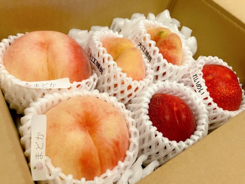 今年の桃はよくできました！おまかせ桃セット 約1㎏