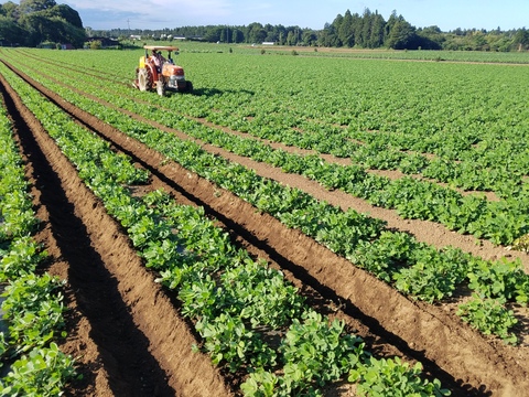 【食べ比べセット】超濃厚！素材の美味しさダイレクト！【無添加】落花生100％ペースト160ｇ×2、渋皮入り落花生100％ぺースト160ｇ×1セット 【冬ギフト】