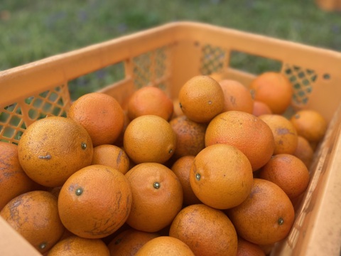 果汁たっぷり奄美産タンカン（ご家庭用・5kg）